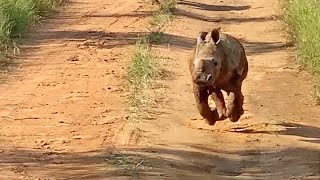 The Most Excited Baby Rhino Ever [upl. by Iams]