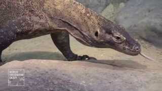 Komodo Dragons at the Bronx Zoo [upl. by Nhguaved334]