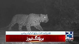 CCTV Footage Of Tigers At Margala Hills Track [upl. by Zehe]