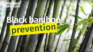 How can I prevent black bamboo spreading [upl. by Takeo]