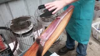 Fur Handling  Mink Skinning Fleshing and Stretching [upl. by Nacnud]