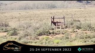 Saddleback Blesbok 17inch  Oudeland [upl. by Harbert]