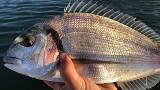 Gilthead Bream  How to catch Bream  Sea Fishing UK [upl. by Merilee]