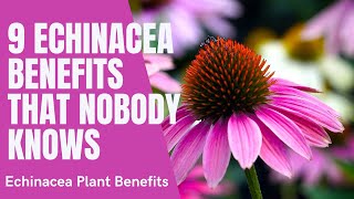 Echinacea Flower Benefits  Echinacea Plant Benefits and Herbal Tea [upl. by La Verne981]