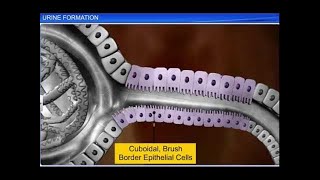 Interpretation of the Urinalysis Part 1  Introduction and Inspection [upl. by Jervis920]