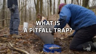 What is a Pitfall Trap for Herpetology Ask A Scientist [upl. by Zetrac]