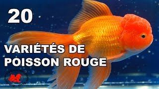 Poisson rouge  Variétés et races [upl. by Eciral]