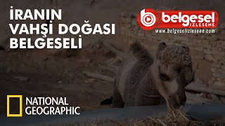 İranın Vahşi Dünyası Belgeseli  Türkçe Dublaj [upl. by Tarrant]