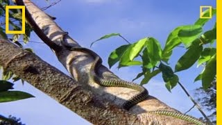 Flying Snake Hunts Leaping Lizard  National Geographic [upl. by Philippe]