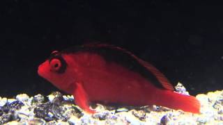 Species Spotlight Season 2  The Flame Hawkfish Episode 32 [upl. by Casey]