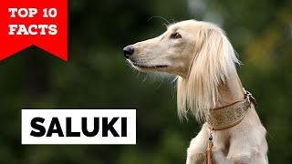 Saluki  Top 10 Facts [upl. by Lynden106]