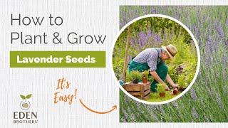 Lavender  How to Grow from Seed [upl. by Ahsoem]