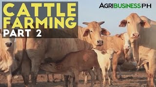 Cattle Farming Part 2  Zero Grazing Cattle Farming  Agribusiness Philippines [upl. by Anahpets]