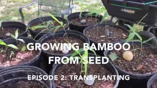 Growing Bamboo from Seed Episode 2 Transplanting [upl. by Nyahs232]