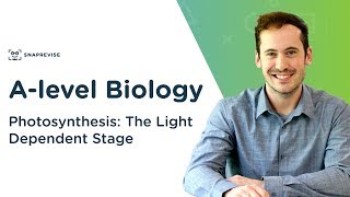 Photosynthesis The Light Dependent Stage  Alevel Biology  OCR AQA Edexcel [upl. by Ambrogio340]