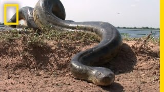 5 Grown Men Vs 1 Big Snake  National Geographic [upl. by Gnoc]