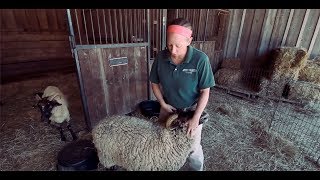 TRADITIONAL 18th Century Sheep Shearing [upl. by Cassandra]