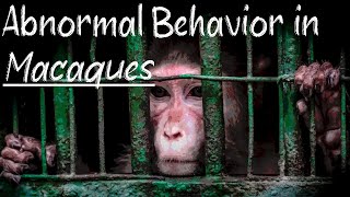 Abnormal Behavior in Macaques [upl. by Narmis]