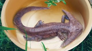 10 Prehistoric Creatures Recently Discovered [upl. by Minetta]