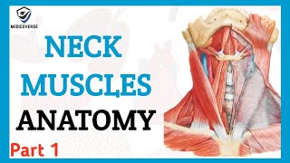 Neck Stretches for Instant pain relief [upl. by Handbook525]