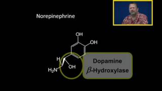 Biosynthesis of Catecholamines [upl. by Lever]