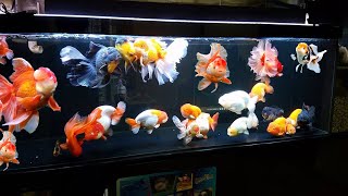 Wow super beautiful goldfish in tank [upl. by Anemolihp]