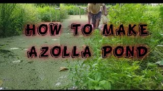 HOW TO MAKE AZOLLA POND [upl. by Derfiniw]