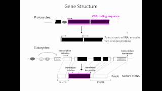 Gene Structure [upl. by Rephotsirhc]