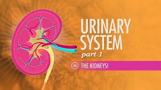 Urinary Incontinence Stress Urge Overflow amp Functional  Causes Symptoms Diagnosis Treatment [upl. by Enoj876]