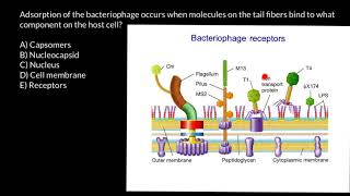 Exploding bacteria with penicillin [upl. by Annod606]