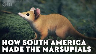 How South America Made the Marsupials [upl. by Misti]