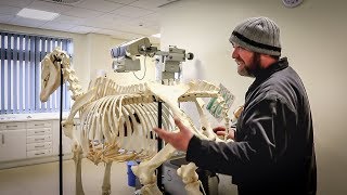 The Equine Skeleton  Hind Limb with Paul Conroy Bsc AWCF  Farrier Vlog [upl. by Sherj664]