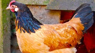 Vorwerk Chickens  Rare Dual Purpose Beauty [upl. by Augie110]