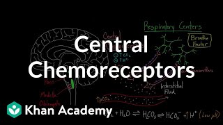 Central chemoreceptors  Respiratory system physiology  NCLEXRN  Khan Academy [upl. by Wolff576]