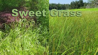 Swite  Sweet Grass [upl. by Olsson500]