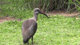 Hadeda Ibis Bostrychia hagedash [upl. by Orlene]