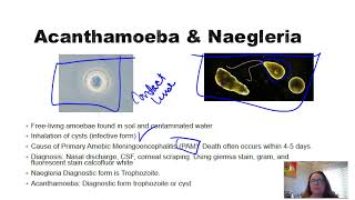 Acanthamoeba and Naegleria [upl. by Reyem]