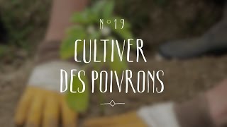 Cultiver des poivrons [upl. by Ellac115]