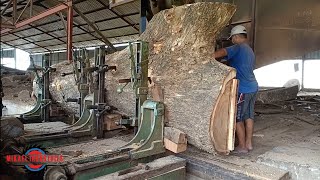 Dangerous Biggest Wood Cutting  Hundreds Years Old Tree [upl. by Ahsietal]