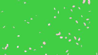 Flower petals animation green screen effect flowers green screen effect [upl. by Arihsa]