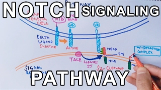 Mechanism of NOTCH SIGNALING PATHWAY [upl. by Anirtep]