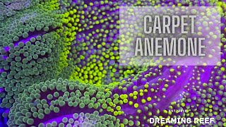 Coral Care 101 Carpet Anemones [upl. by Crain]