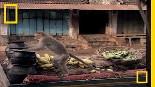 Drunk Monkeys  National Geographic [upl. by Milson937]