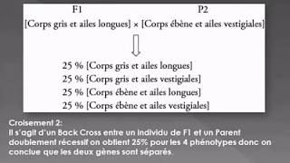 Le Dihybridisme cas des gènes indépendants [upl. by Ramu962]