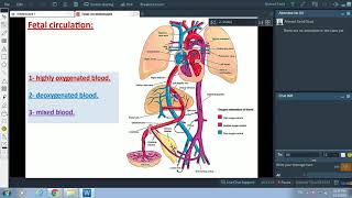 Fetal Circulation  Dr Ahmed Farid [upl. by Nyloc]