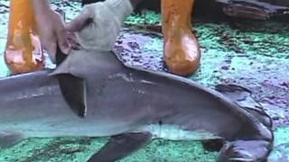 Over 73 Million Sharks Killed Every Year for Fins [upl. by Pinebrook558]