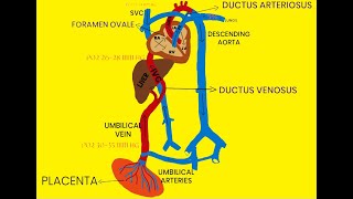 FETAL CIRCULATION [upl. by Nibram]