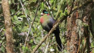 Rwenzori Turaco [upl. by Nemrac]