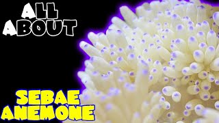 All About The Sebae Anemone [upl. by Robb]