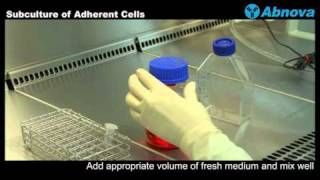 Subculture of Adherent Cells [upl. by Ping784]